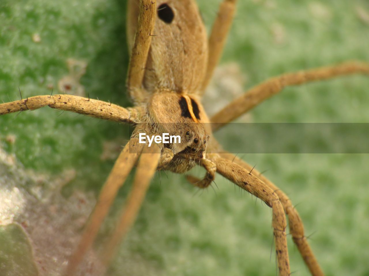 CLOSE-UP OF SPIDER ON METAL FENCE