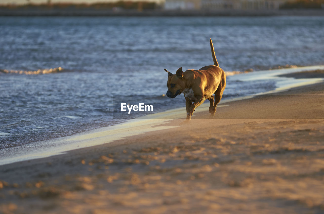 VIEW OF HORSE RUNNING ON BEACH