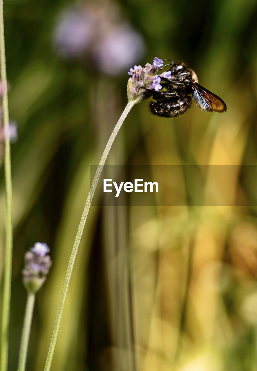 CLOSE-UP OF FLY ON FLOWER