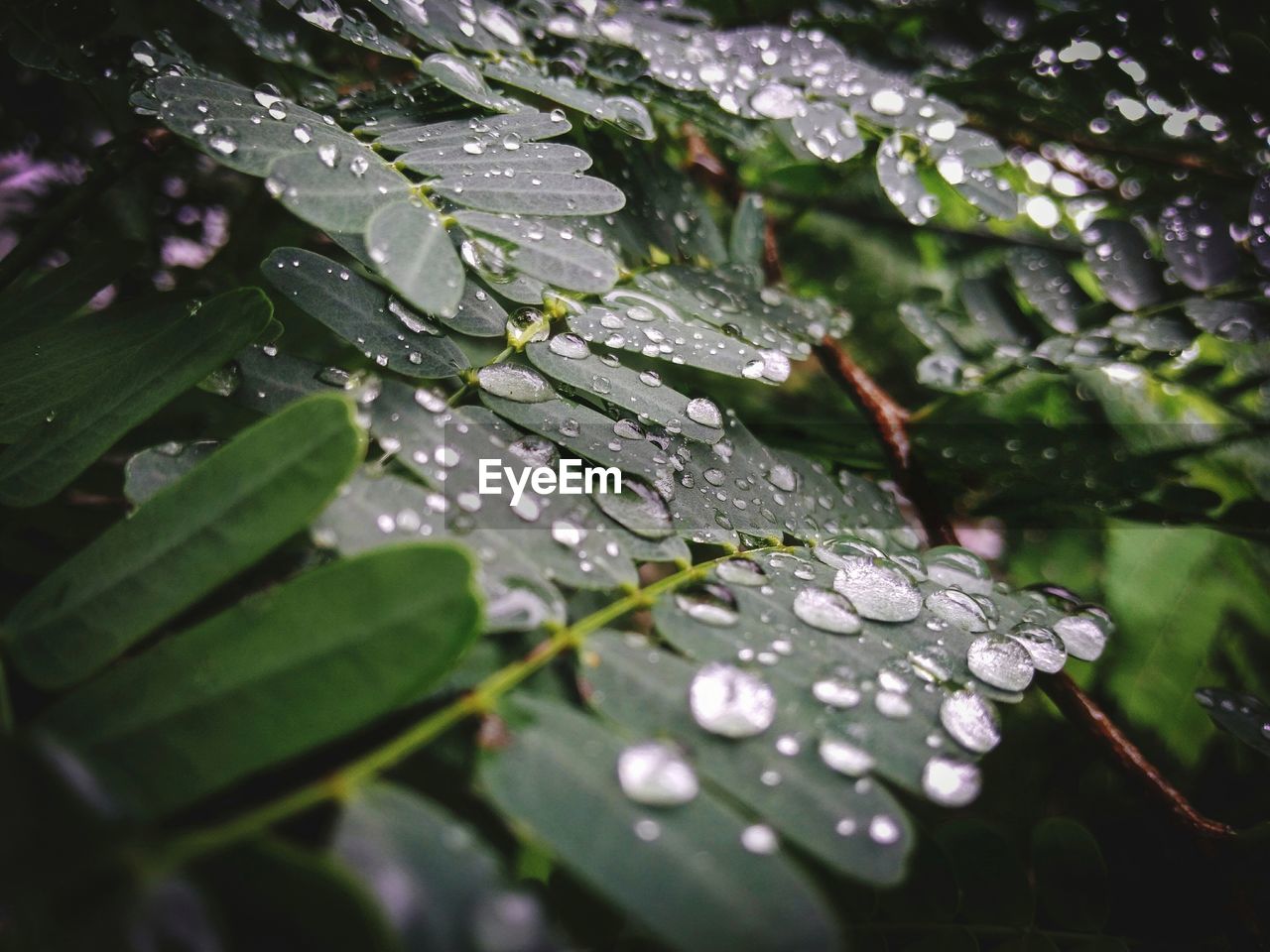 Close-up of wet plant leaves during rainy season