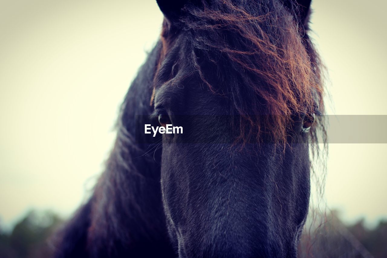 Close-up portrait of brown horse outdoors