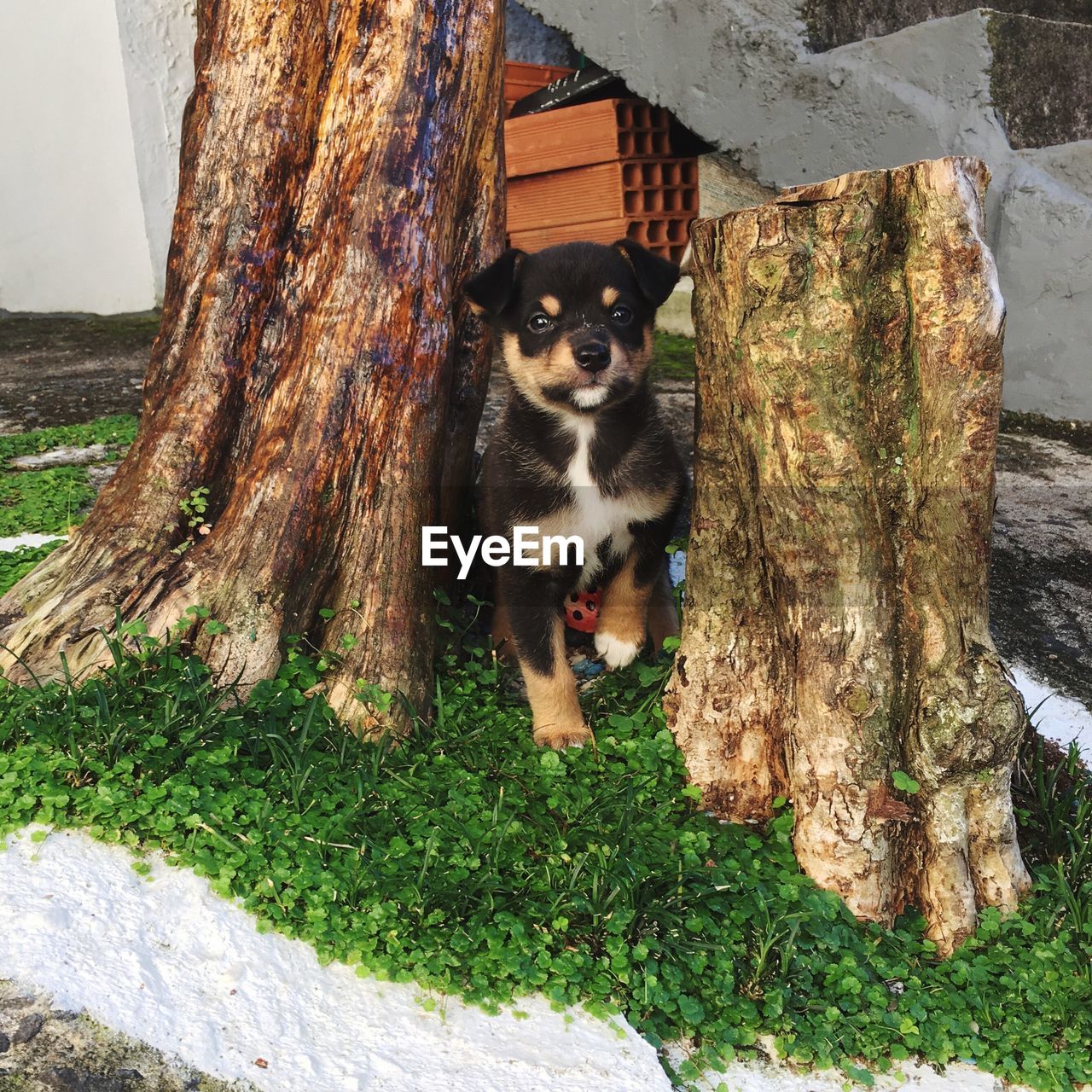 PORTRAIT OF DOG IN TREE TRUNK