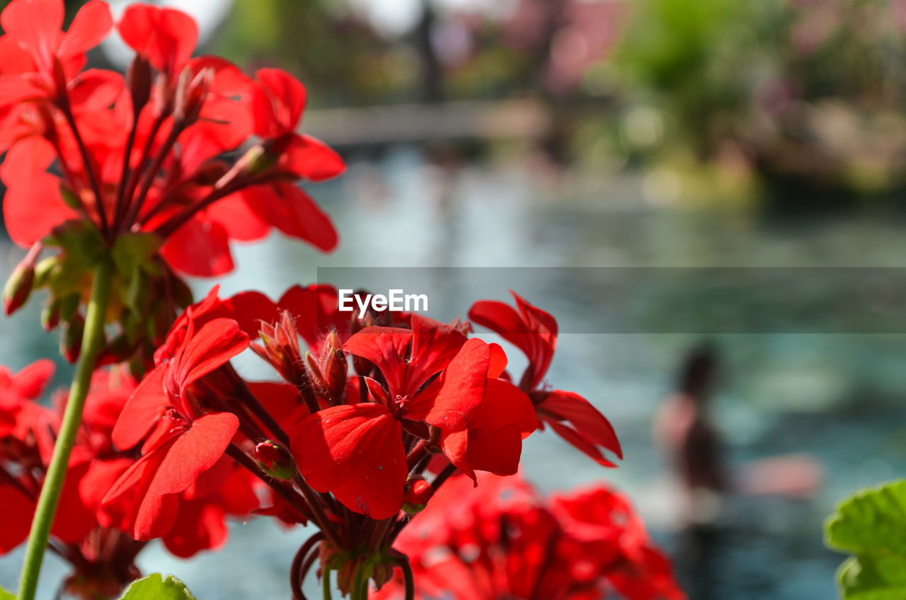 Bright red flower on a background of water half the screen