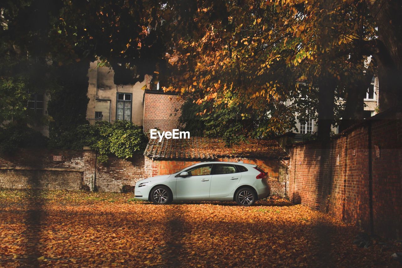 CAR ON STREET BY TREES AT NIGHT