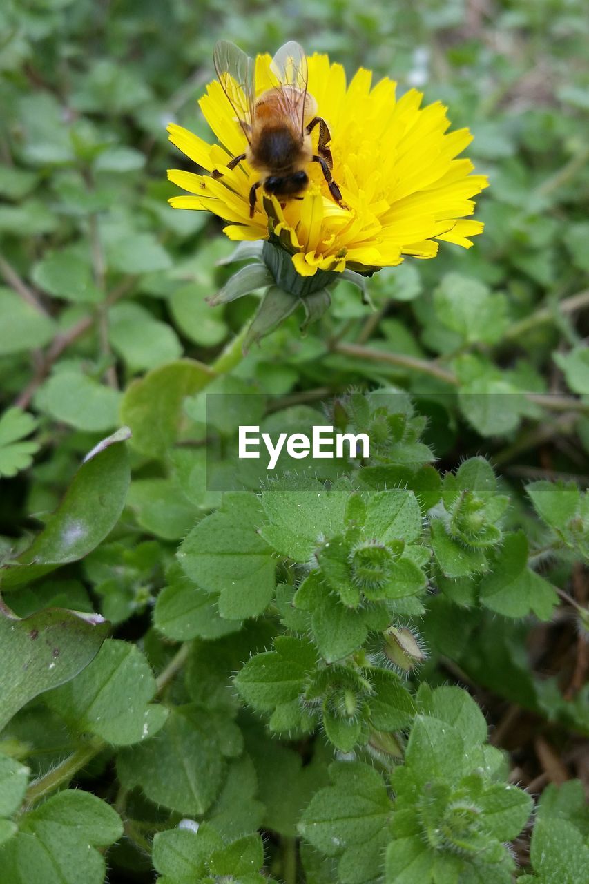 CLOSE-UP OF HONEY BEE ON YELLOW FLOWER