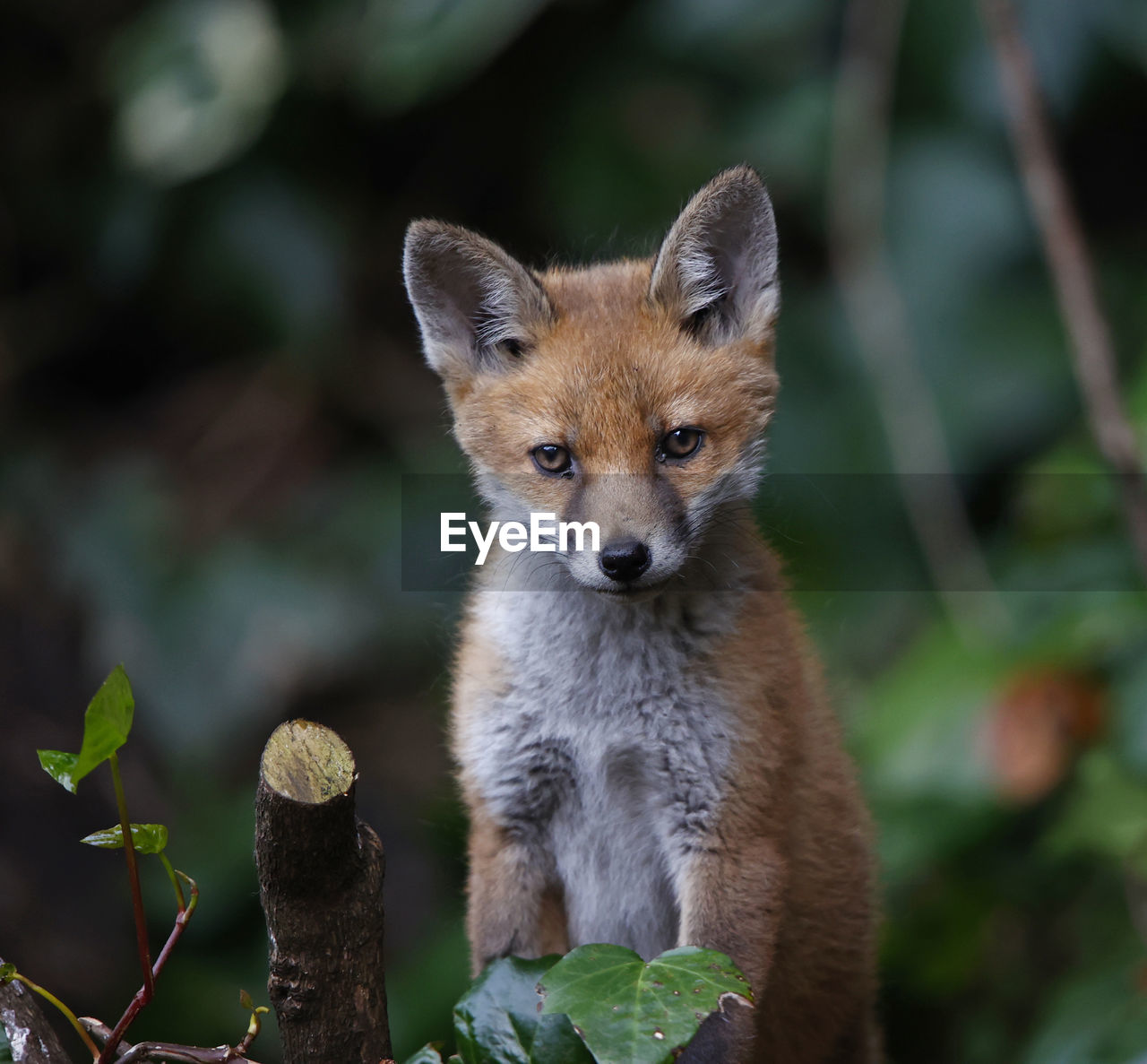 Young fox cub posing in an urban garden