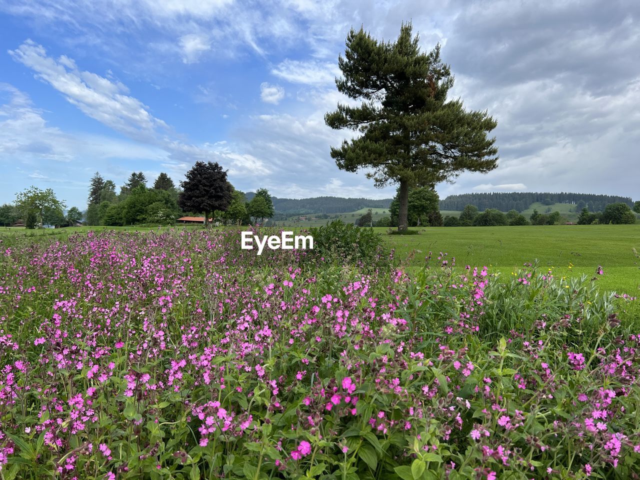 plant, flower, flowering plant, landscape, sky, environment, land, field, beauty in nature, cloud, nature, meadow, grassland, tree, freshness, grass, scenics - nature, rural scene, prairie, growth, no people, wildflower, agriculture, tranquility, tranquil scene, outdoors, purple, non-urban scene, springtime, multi colored, pink, pasture, summer, blossom, idyllic, day, green, plain, rural area, abundance, blue, food and drink, flowerbed, food, fragility, natural environment