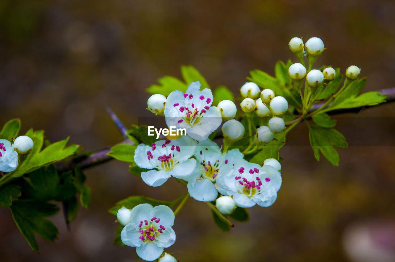 Close-up of flowers blooming outdoors