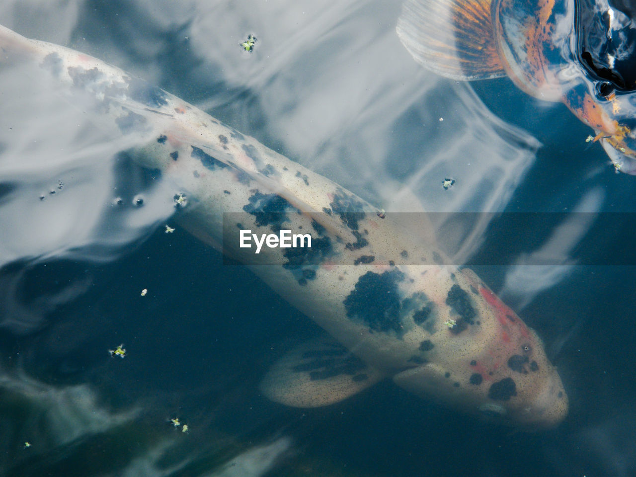 Close-up of koi carp swimming in a pond