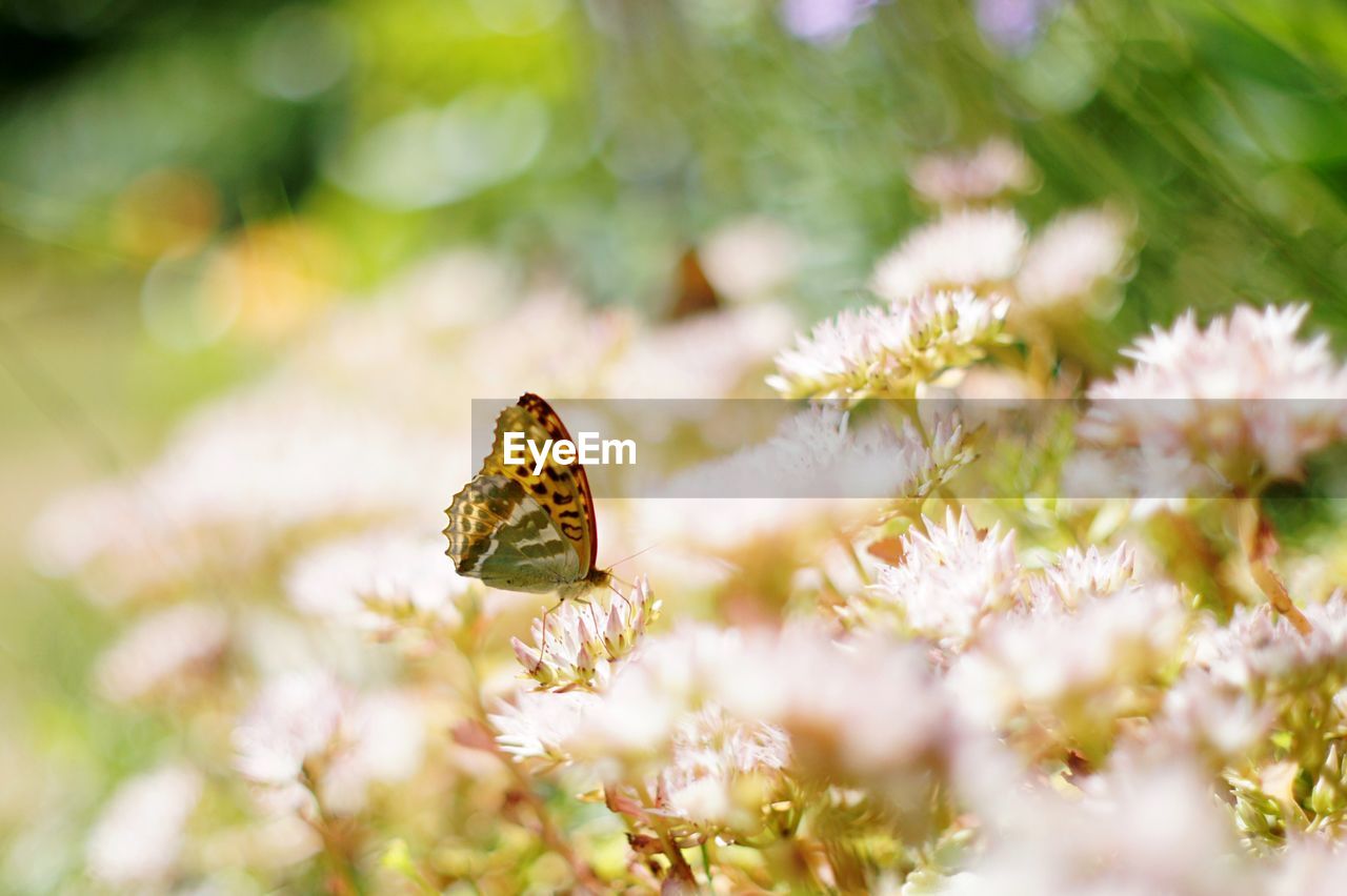 Close-up of butterfly pollinating on flower