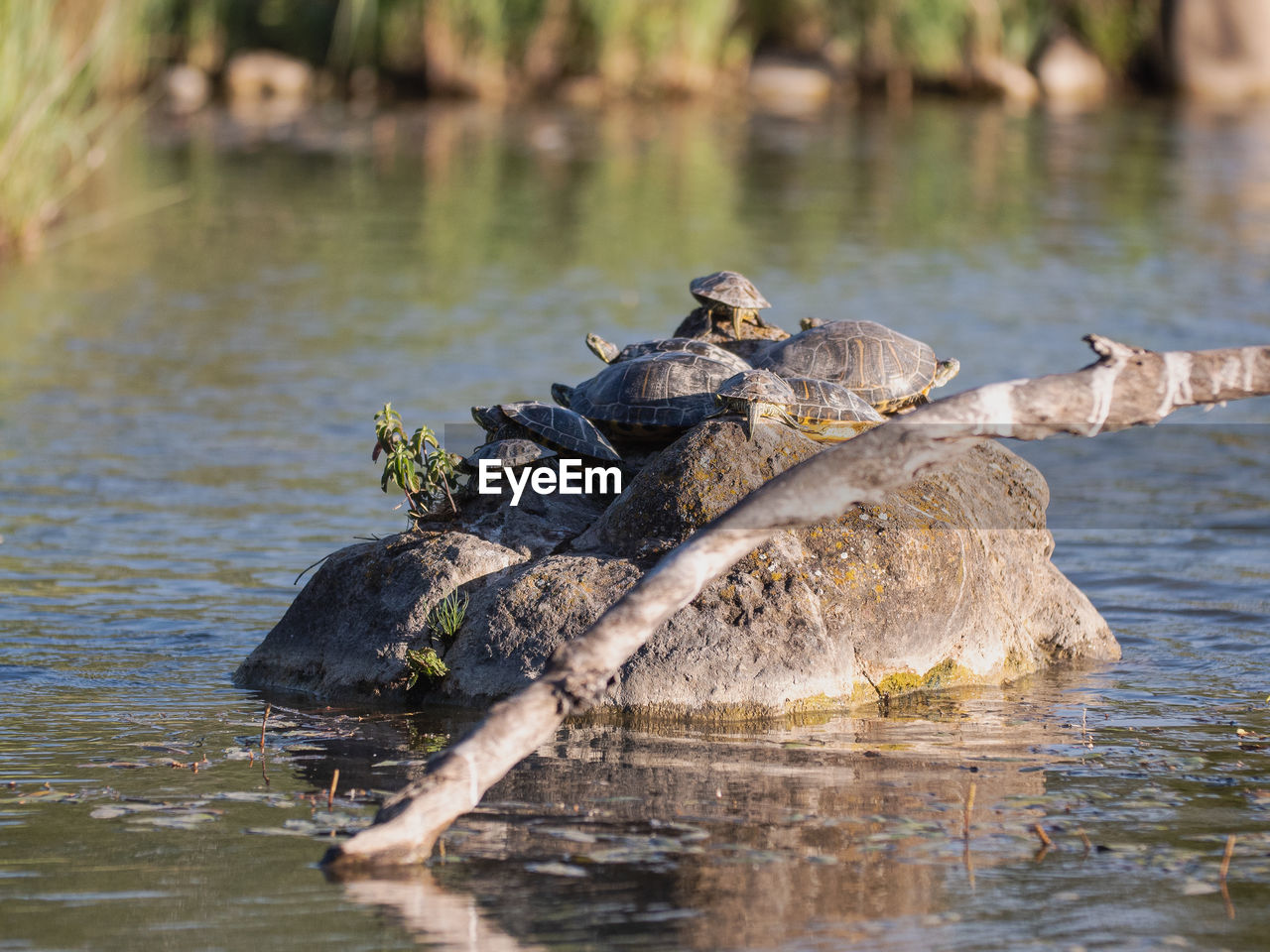 Family of turtles crowded on a rock in the middle of a pond.