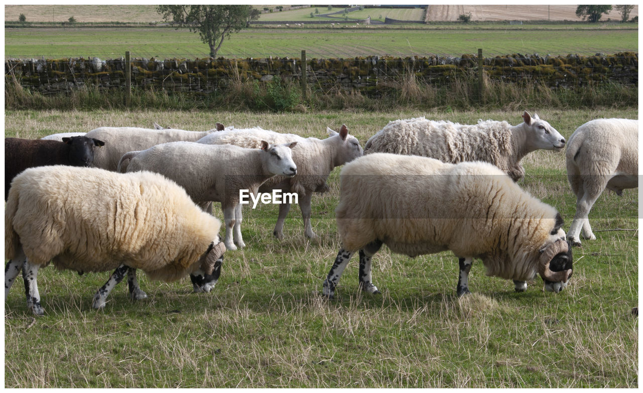 Sheep in a field