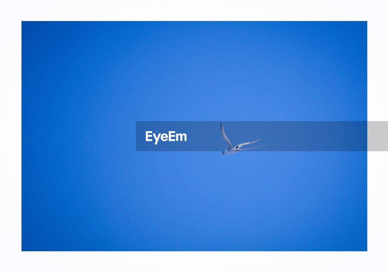 LOW ANGLE VIEW OF BIRDS FLYING IN CLEAR BLUE SKY