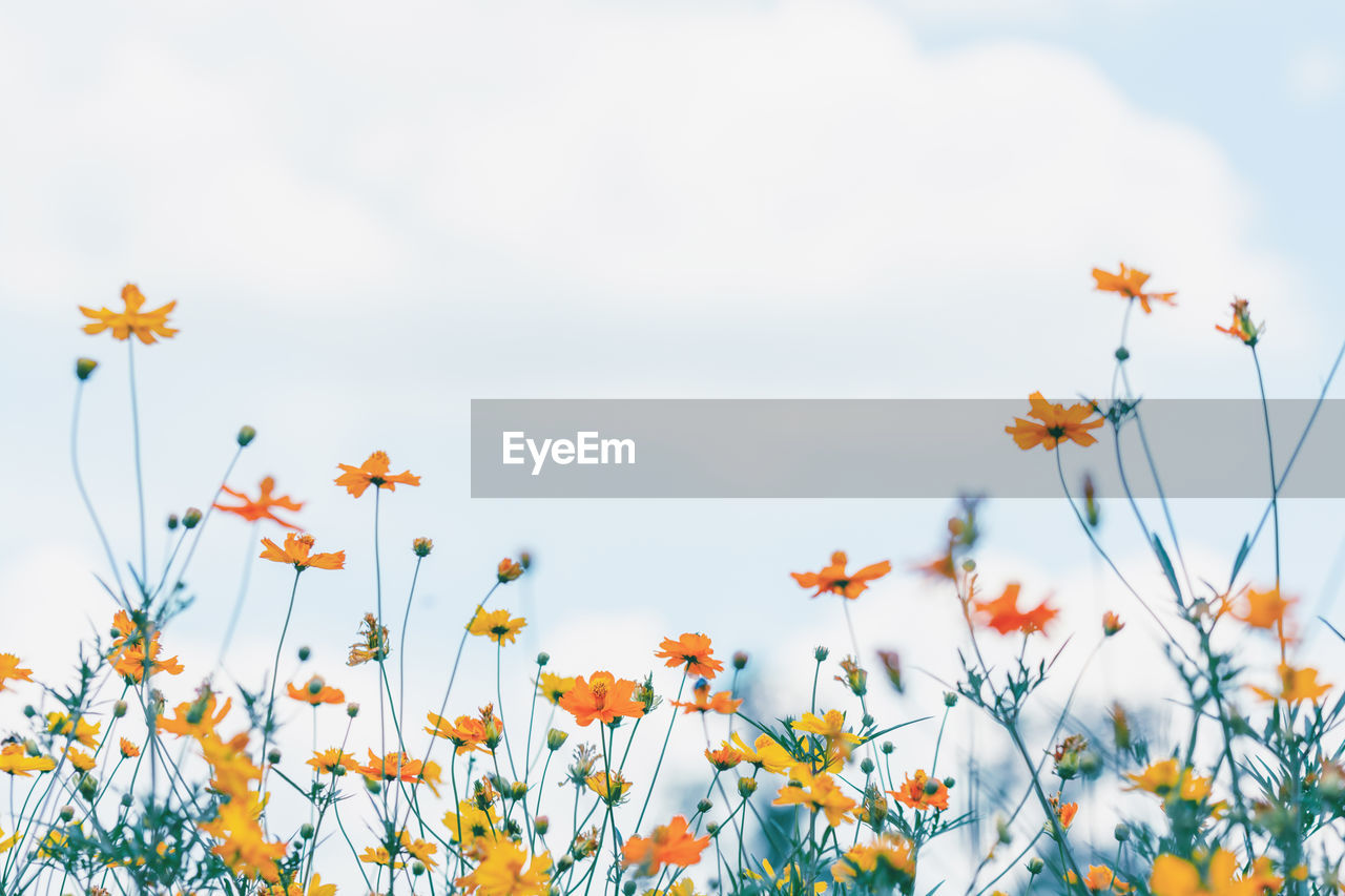 Low angle view of flowering plants on field against sky