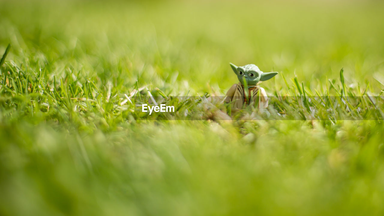 BUTTERFLY ON FIELD