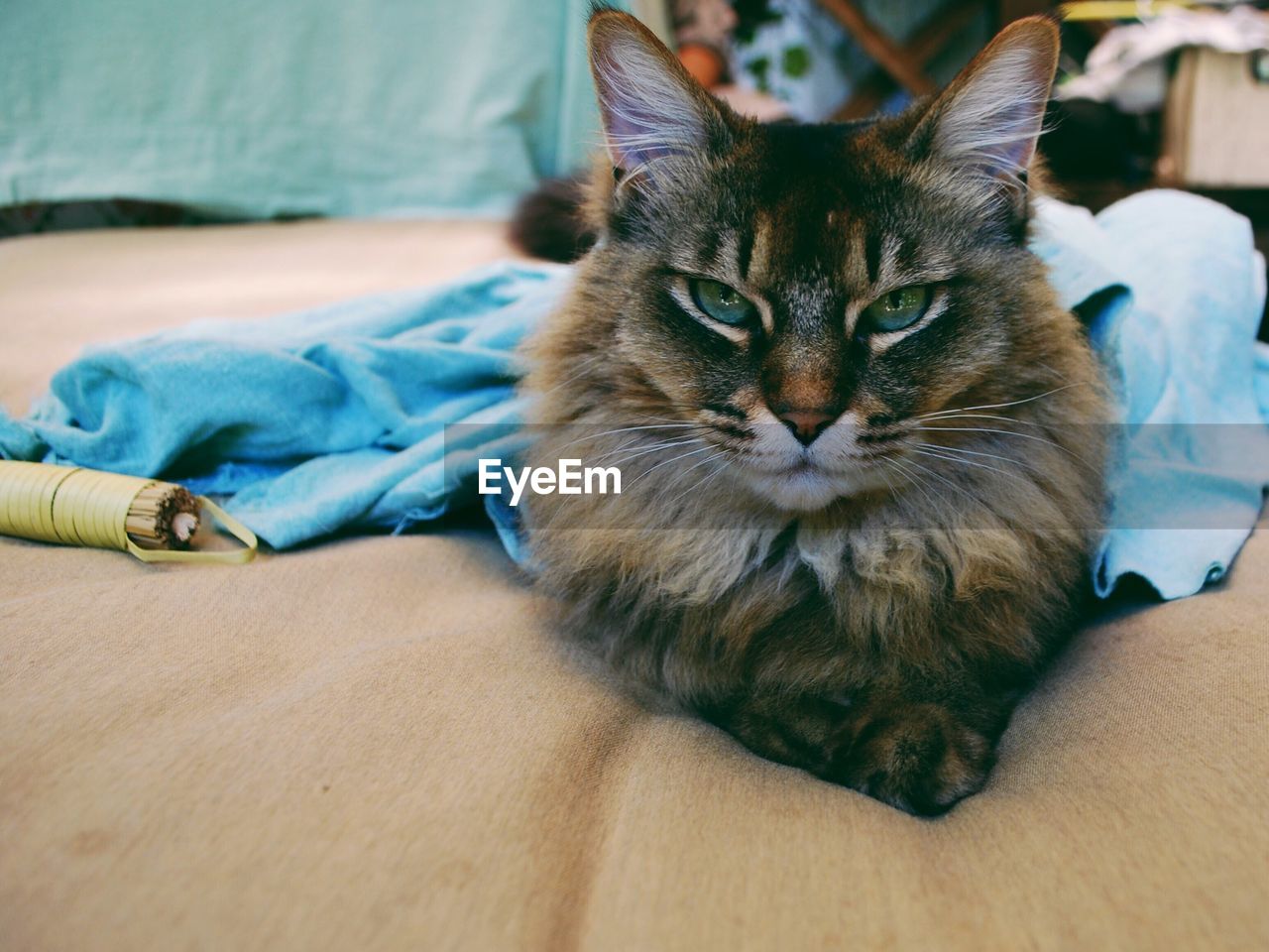 Close-up portrait of cat relaxing on bed at home