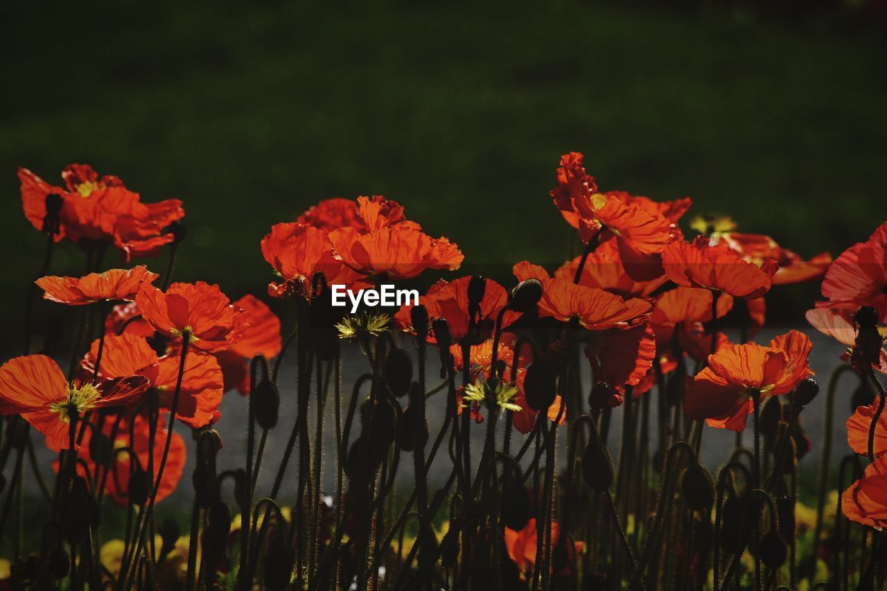 Close-up of red flowering plants on field