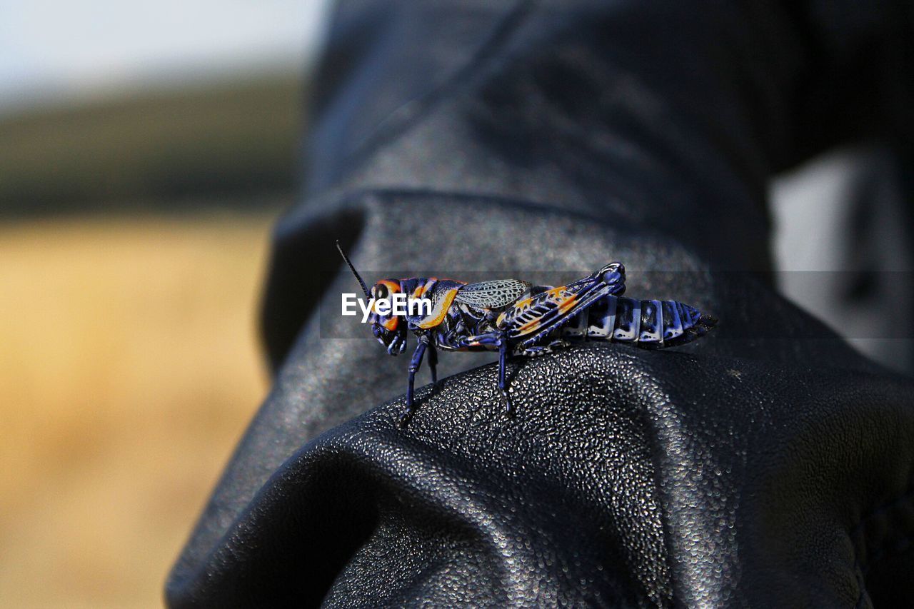 Close-up of blue grasshopper on leather