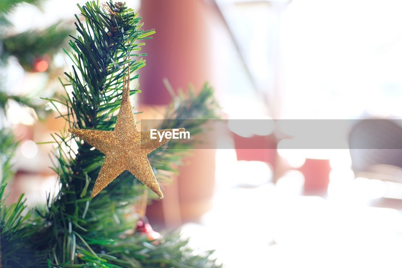 CLOSE-UP OF CHRISTMAS TREE ON BRANCH