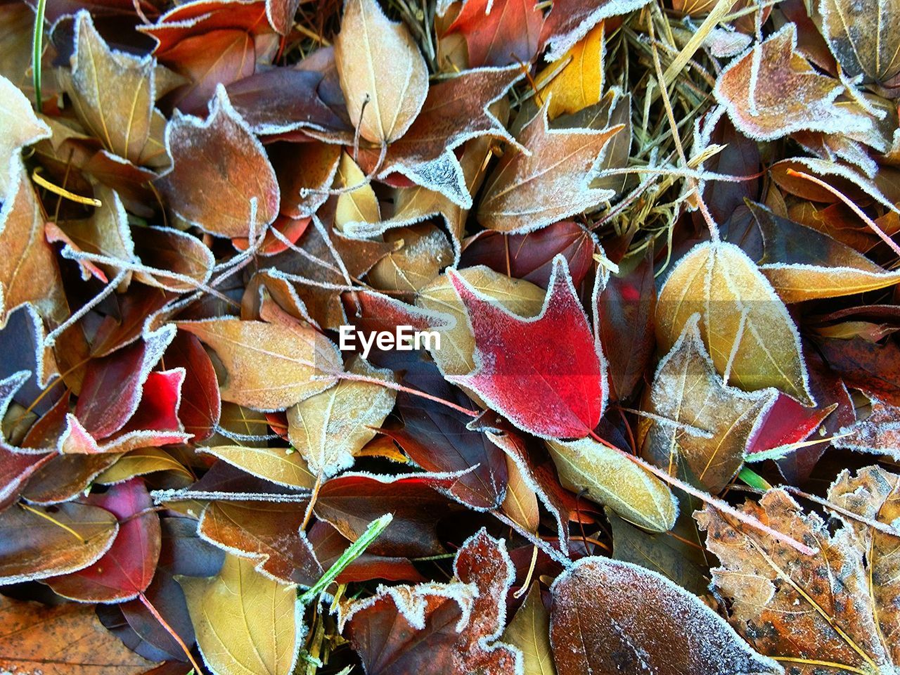 FULL FRAME SHOT OF LEAVES OUTDOORS