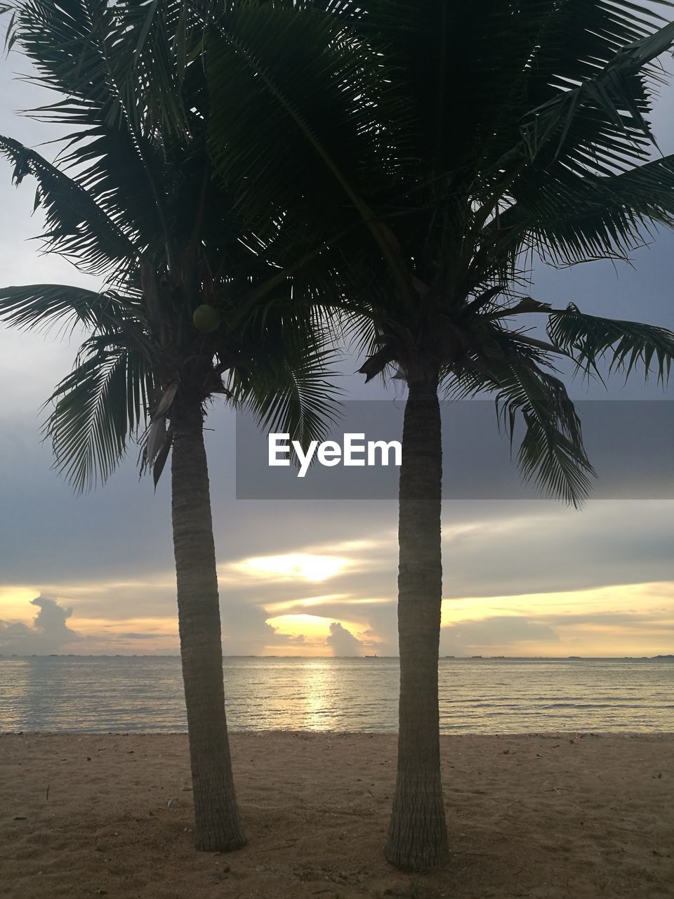 PALM TREE ON BEACH AGAINST SKY AT SUNSET