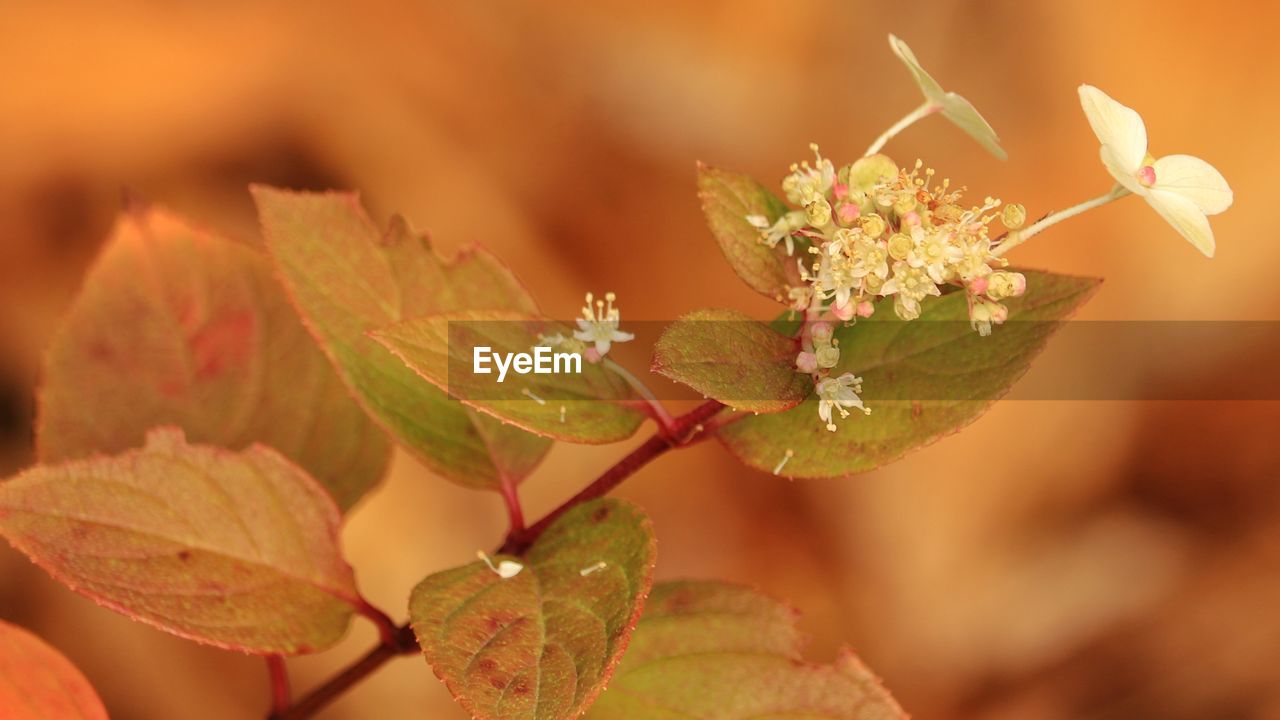 close-up of plant against blurred background