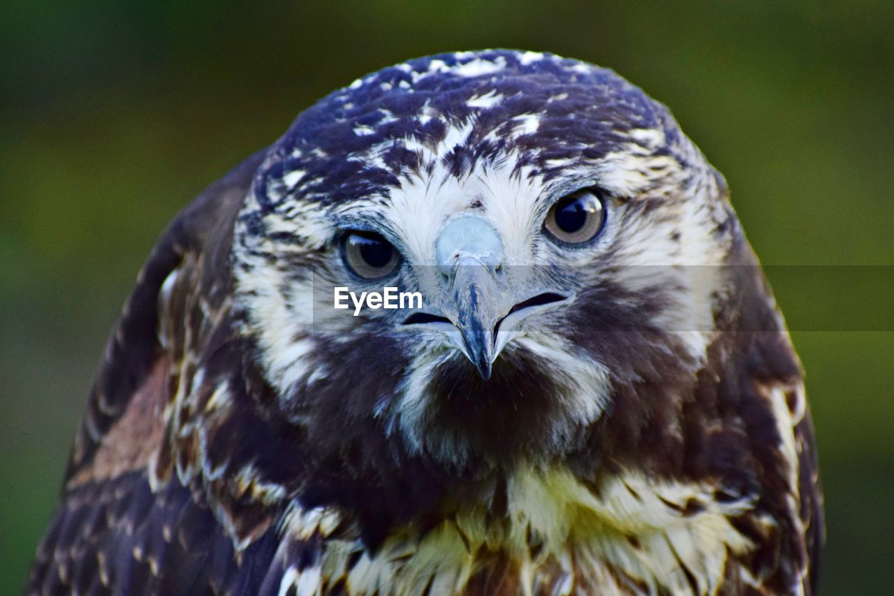 PORTRAIT OF OWL