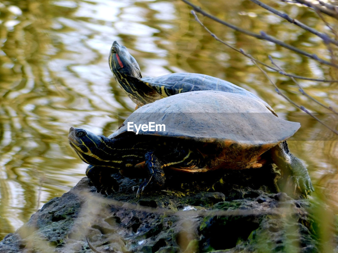 CLOSE-UP OF A TURTLE IN LAKE