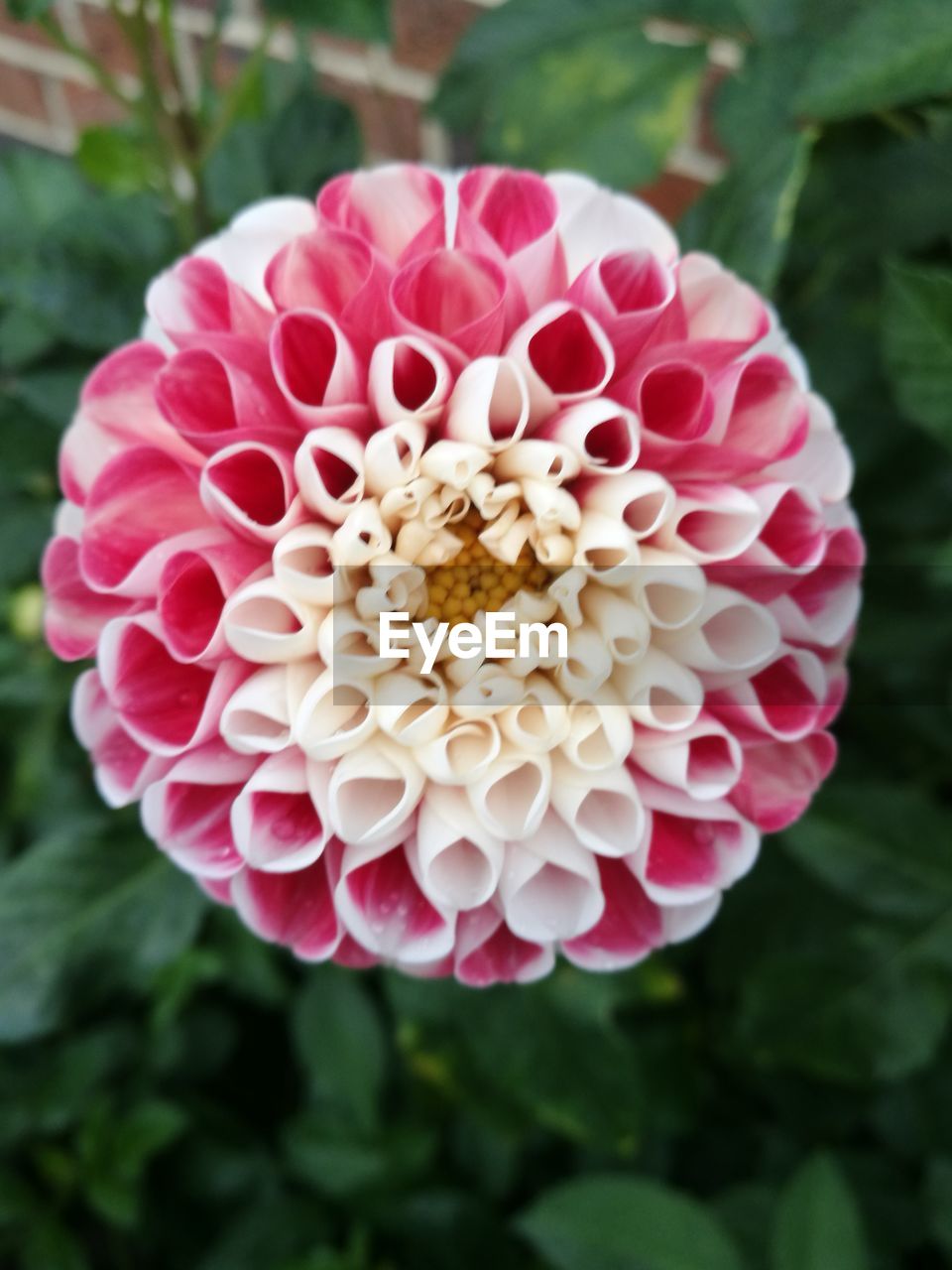 CLOSE-UP OF PINK FLOWER BLOOMING