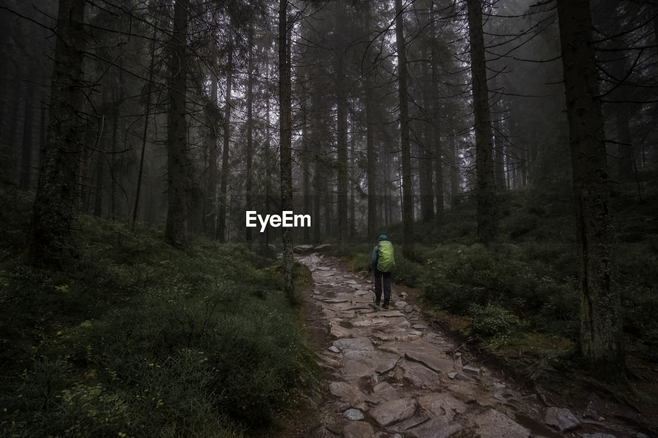 REAR VIEW OF MAN WALKING ON FOOTPATH IN FOREST