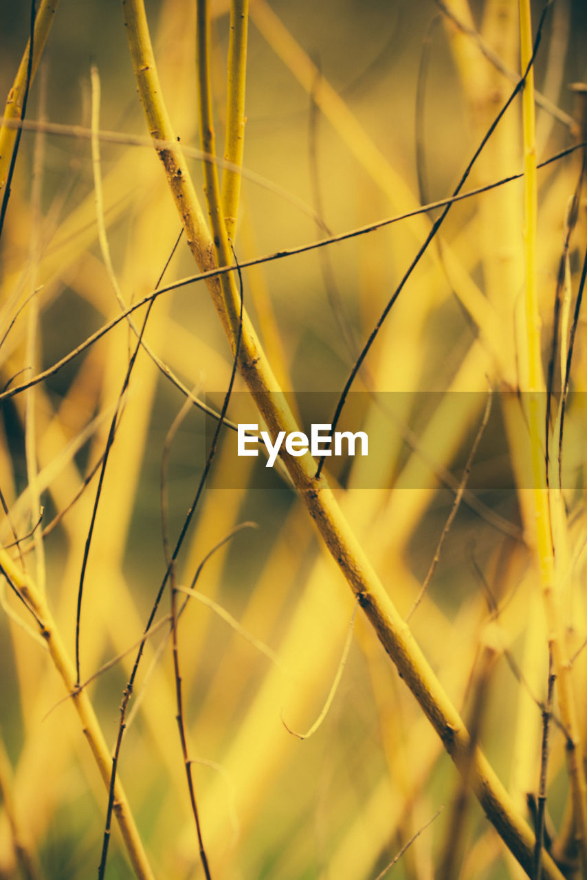 Close-up of dry plants stems