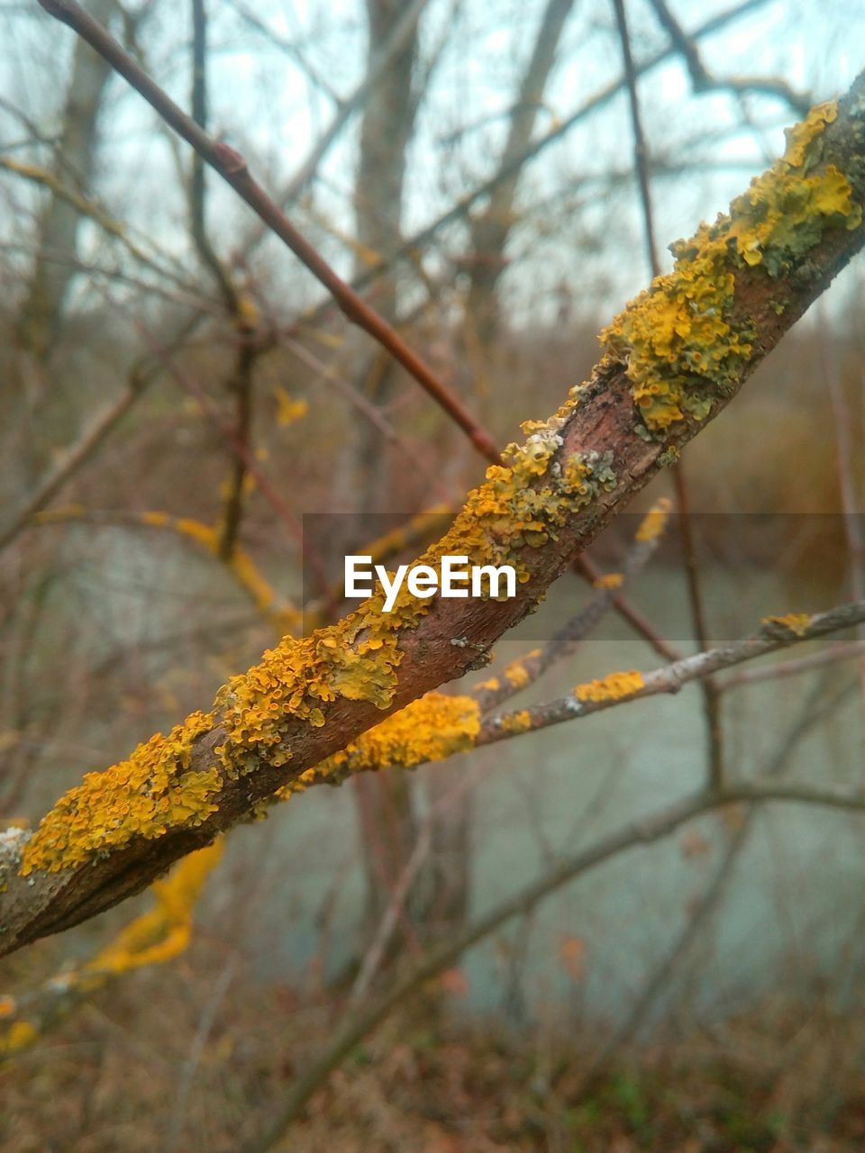 Lichen growing on tree trunk