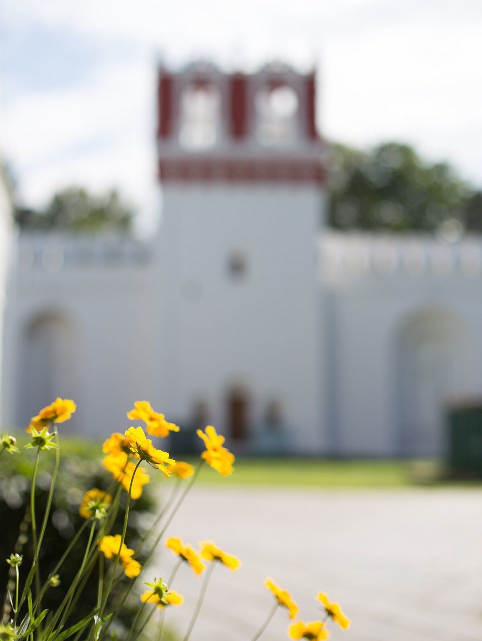 Yellow flowers blooming against building