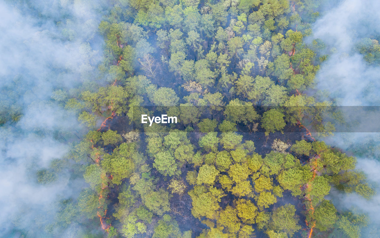 HIGH ANGLE VIEW OF TREES AND PLANTS IN FOREST