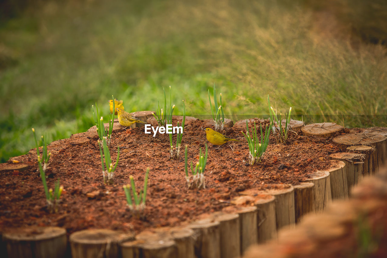 Organic gardening, with different vegetables, canary-the-ground-brazilian,  in, mg, brazil.