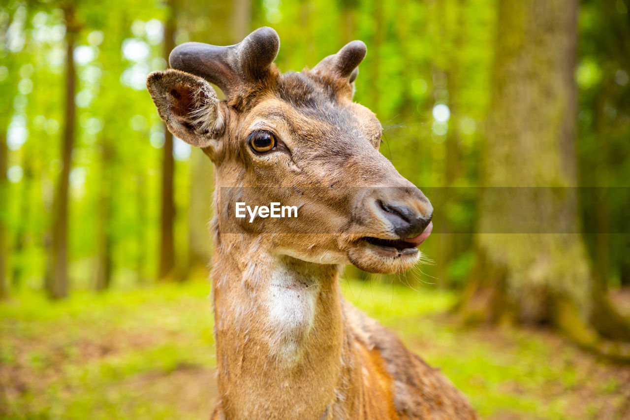 CLOSE-UP PORTRAIT OF A YOUNG ANIMAL