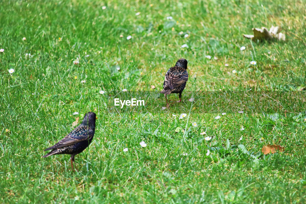 Star - Vogel des Jahres 2018 (Starling - Bird of the Year 2018) Animal Animal Themes Animal Wildlife Bird Field Grass Green Color Nature No People Outdoors Star Starling Vertebrate