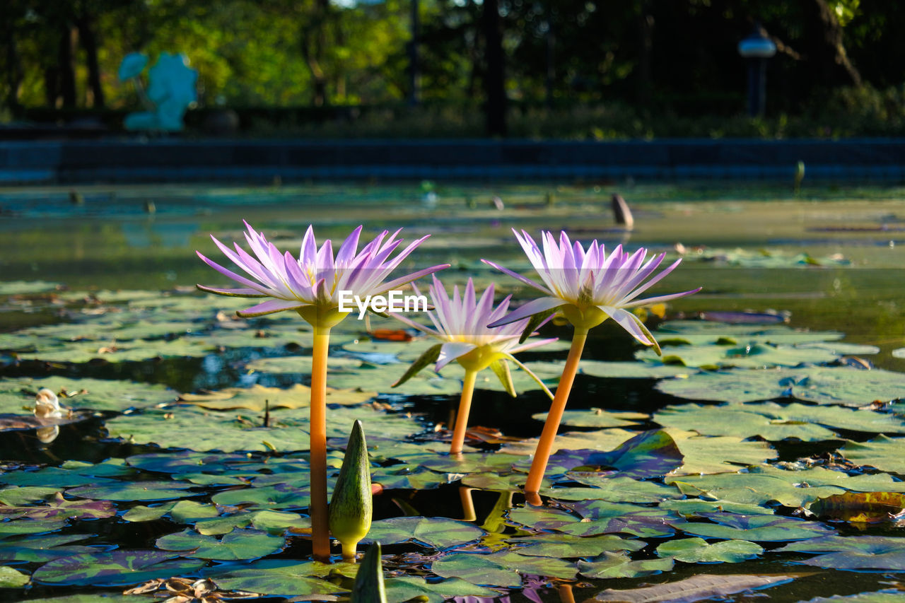 Close-up of water lily in lake