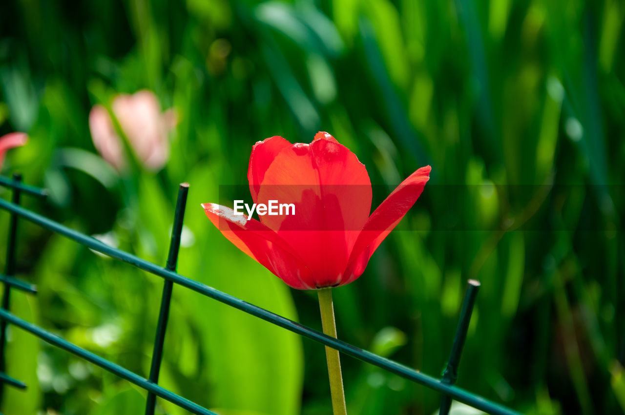 CLOSE-UP OF RED ROSE