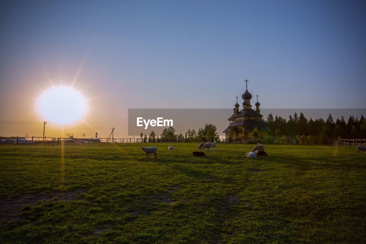 Sheep on grassy field by church against bright sun