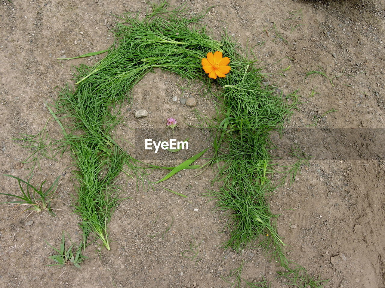 High angle view of anthropomorphic face made by plants on field