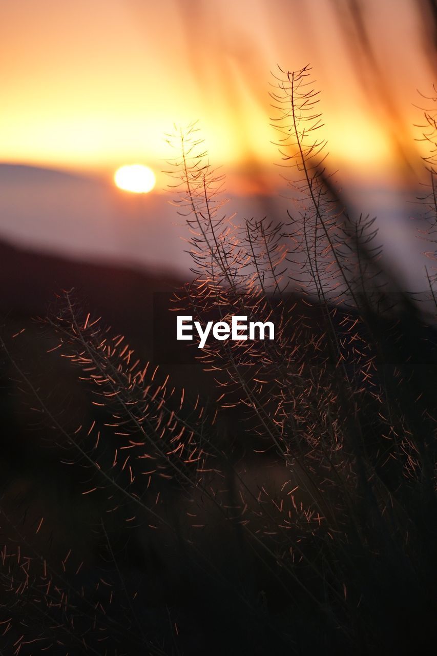 CLOSE-UP OF PLANTS AGAINST SUNSET