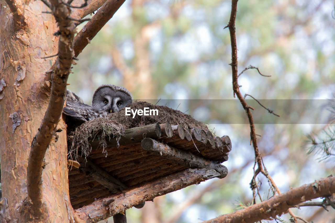 LOW ANGLE VIEW OF AN ANIMAL ON TREE