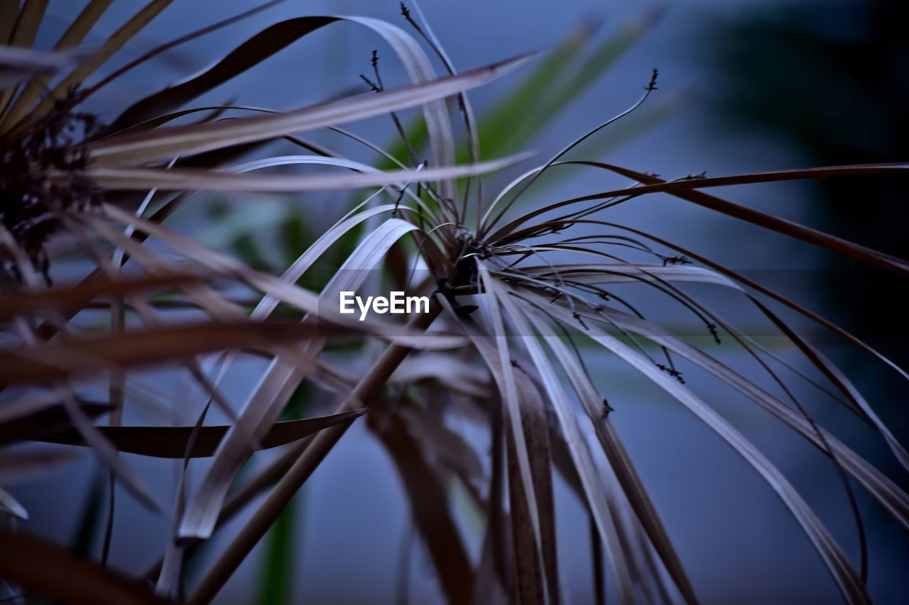 plant, close-up, macro photography, branch, nature, flower, grass, growth, leaf, light, no people, beauty in nature, sunlight, plant part, palm tree, tree, sky, outdoors, focus on foreground, tropical climate, selective focus, tranquility, green