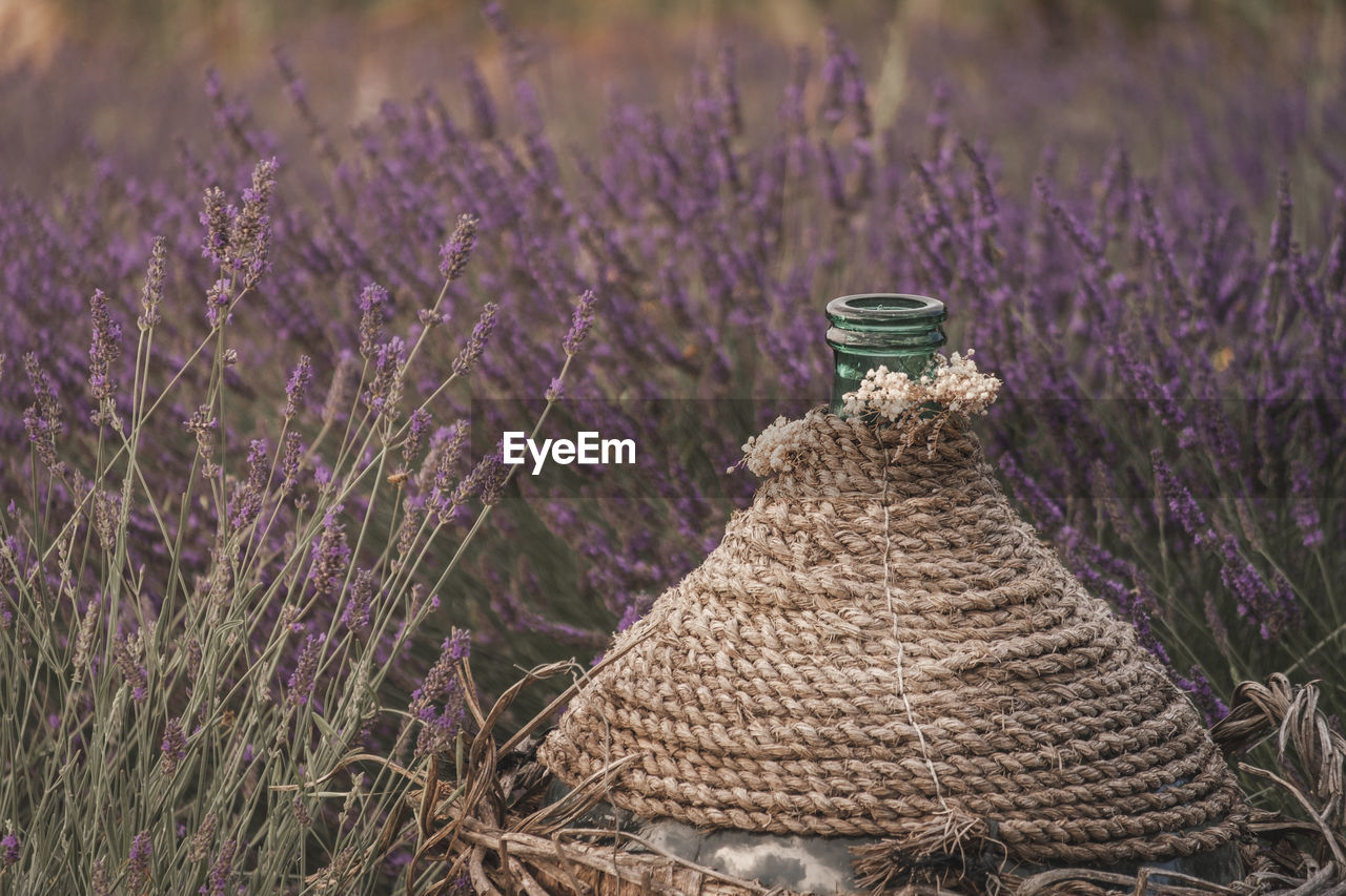 Purple flowering plants on field. lavender