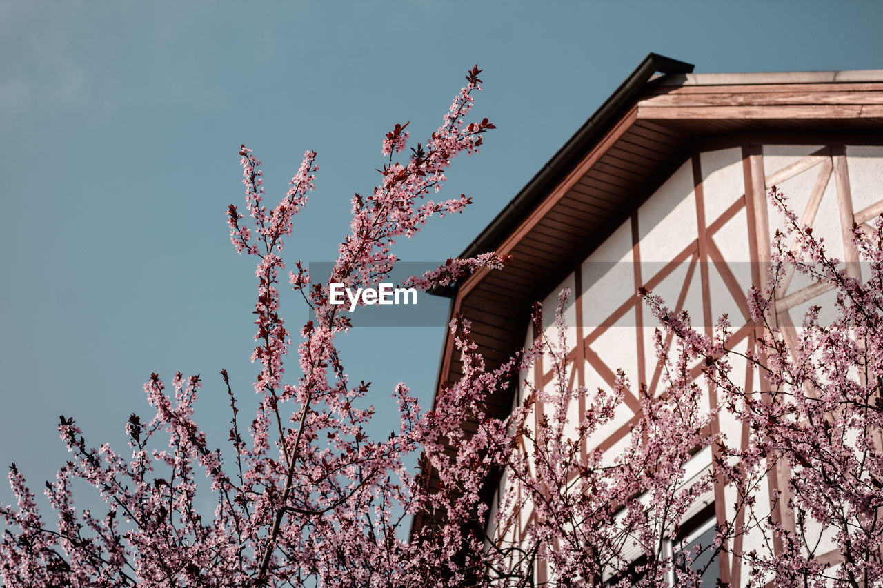 Low angle view of flowers against sky