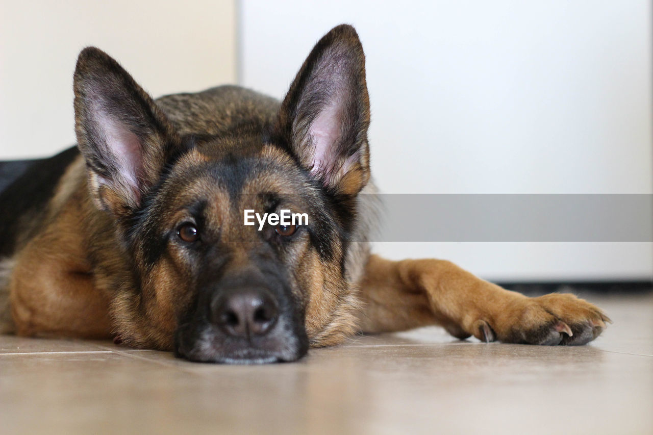 CLOSE-UP PORTRAIT OF DOG LYING ON TABLE