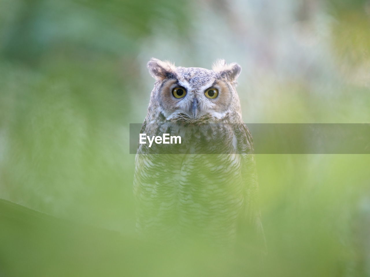 Portrait of an owl 