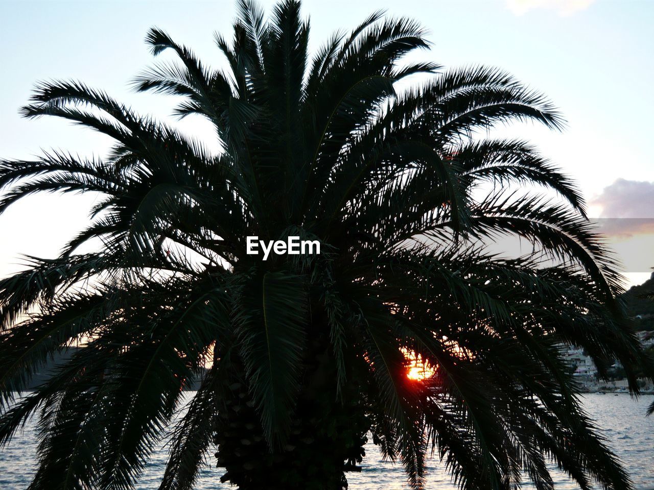 LOW ANGLE VIEW OF PALM TREES AGAINST SKY
