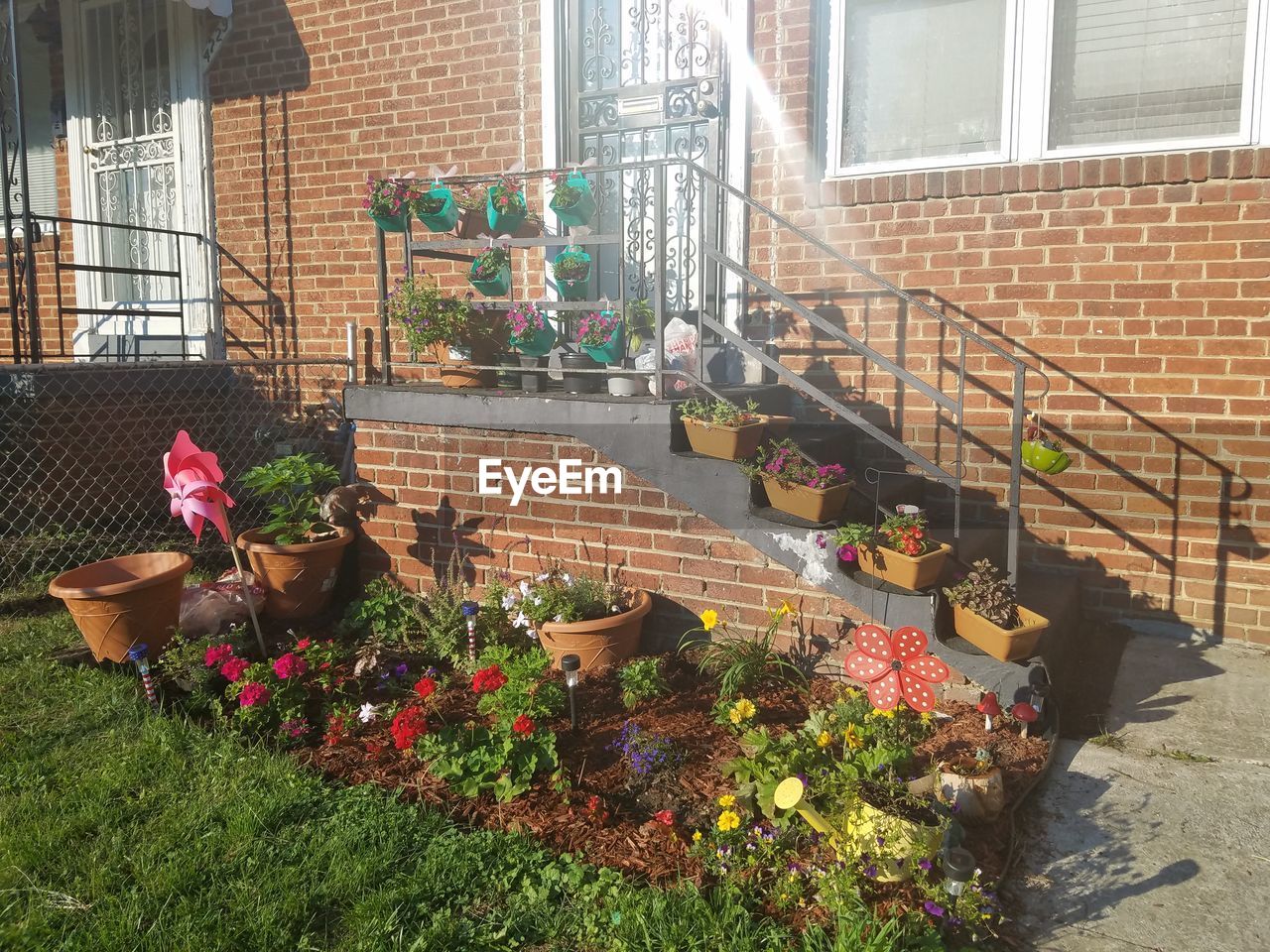 Flowering plants at yard